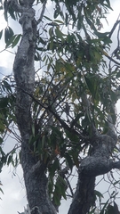 Dendrobium trilamellatum