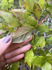 Rhododendron viscosum