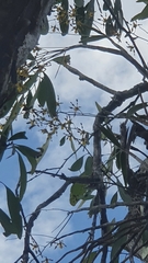 Dendrobium trilamellatum