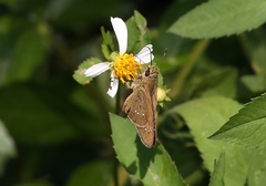 Borbo cinnara