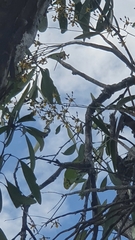 Dendrobium trilamellatum