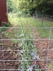 Lactuca canadensis