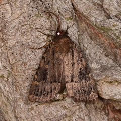 Amphipyra pyramidea