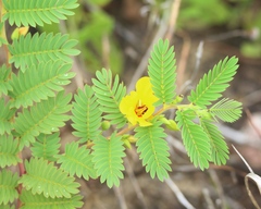 Chamaecrista fasciculata