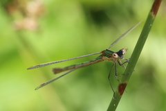 Lestes