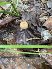 Xeromphalina cauticinalis