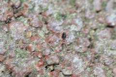 Eupodidae
