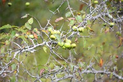 Malus coronaria