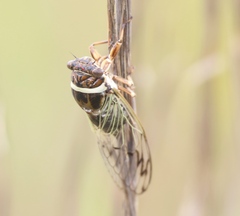 Diceroprocta marevagans