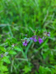 Cuphea carthagenensis