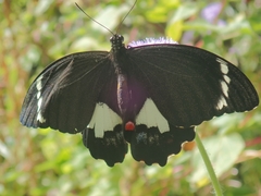 Papilio aegeus