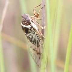 Diceroprocta marevagans