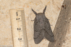 Syssphinx heiligbrodti