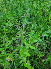 Cuphea carthagenensis