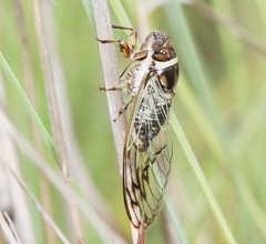 Diceroprocta marevagans