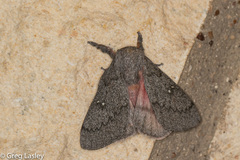 Syssphinx heiligbrodti