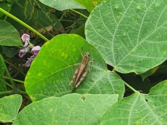 Shirakiacris shirakii