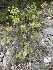 Mimosa texana