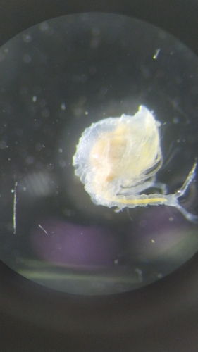 Representative image of Nannastacidae