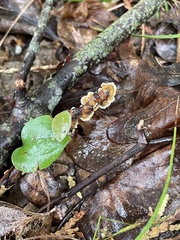 Stereum gausapatum