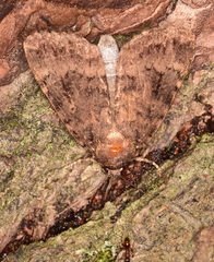 Amphipyra pyramidea