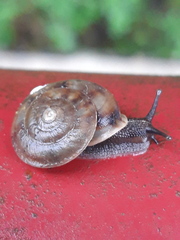 Helicigona lapicida