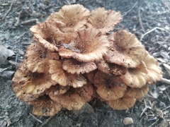 Desarmillaria tabescens