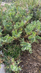 Astragalus sempervirens