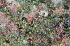 Eupodidae