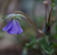 Erodium cygnorum