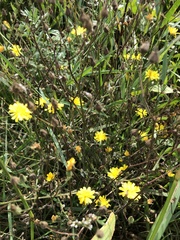 Crepis capillaris