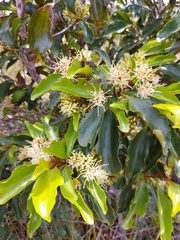 Stenocarpus comptonii