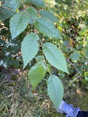 Betula alleghaniensis
