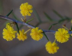 Acacia acuaria