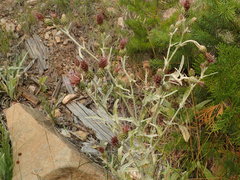 Cirsium douglasii
