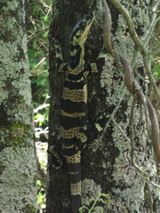 Varanus varius