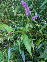 Persicaria decipiens