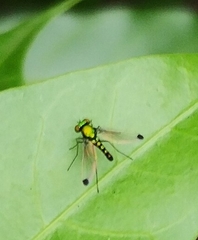 Dolichopodidae