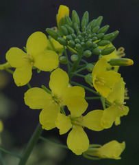 Brassica napus
