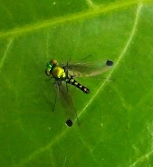 Dolichopodidae