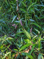 Persicaria decipiens