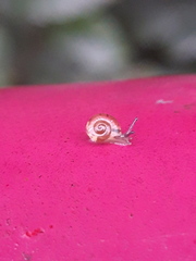Hygromia cinctella