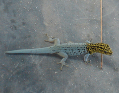 Lygodactylus picturatus