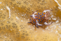 Trapania miltabrancha