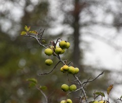 Malus coronaria