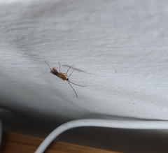 Meteorus pulchricornis