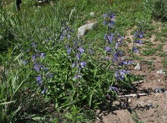 Nepeta sibirica
