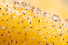 Entoprocta