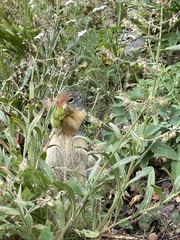 Urocitellus columbianus