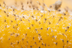 Entoprocta
